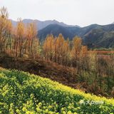 红土地vs油菜花｜秦岭普罗旺斯｜鲍旗寨