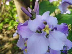 -桃花岛景观公园
