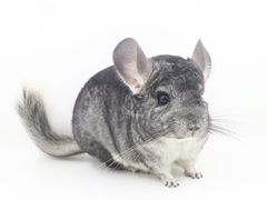 -龙猫仔乐园(惠福东路店)