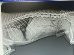 android_upload_pic-立德动物医院·异宠·CT·鹦鹉(天河店)