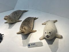 -青岛海底世界-水族馆