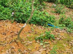 -彩虹桥宠物火化殡葬善终服务(金乐大厦店)