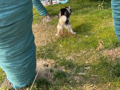 -佳雯宠物医院·皮肤科·内外科(春晓路分院)