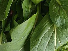 -二荆条·蜀鲜汇城市森林火锅