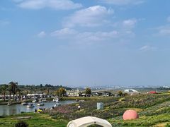 -空港花田景区