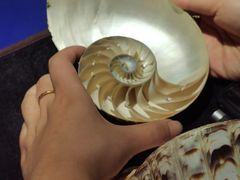 -贝壳王国博物馆