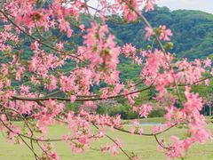 -风云岭森林公园