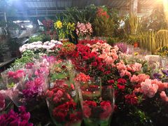 -曲阳花鸟市场(曲阳路店)