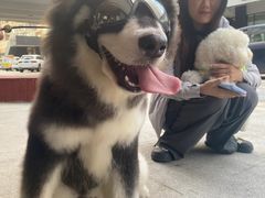 -爱侣宠医·鹦鹉专科·小型哺乳类·异宠专科(灵石路店)