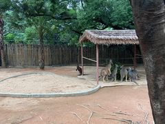 -深圳野生动物园