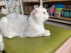 -瑞鹏宠物医院·猫科·宠保定点(梅溪湖分院)