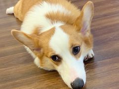 -柯斗斗主题餐厅·狗咖·围炉煮茶·茶饮(国瑞升平里店)