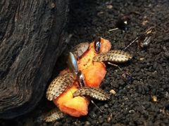 -上海大自然野生昆虫馆(东方明珠·爬宠昆虫探索中心)