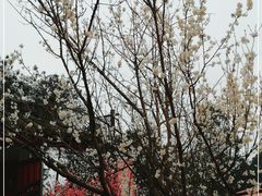 -蒲江九大碗农家乐