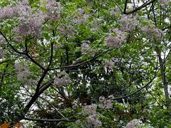 -西湖风景区-江洋畈生态公园