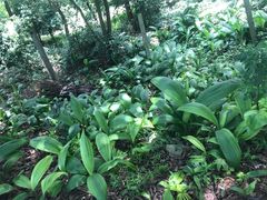 -铁山坪森林公园