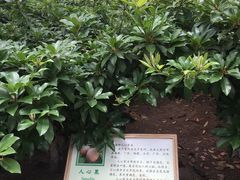 -上海都市菜园