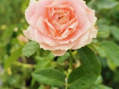 -昆山城市生态森林公园