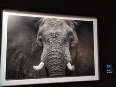 -罗红摄影艺术馆