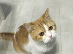 -喵的天空名猫咖啡馆·撸猫·猫舍·用品