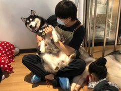 -Husky Go! 哈士奇体验馆·宠物咖啡厅狗咖