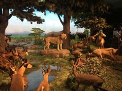 -国家自然博物馆