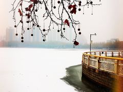 -莲花池公园
