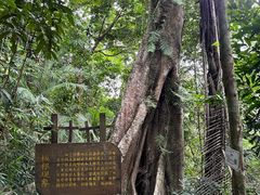 -海南热带雨林国家公园吊罗山景区
