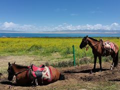 -青海湖国家重点风景名胜区