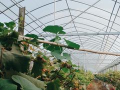 -马陆小张葡萄园农家乐