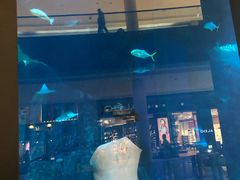 -迪拜水族馆及水下动物园