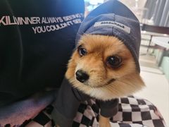 -怪兽屋·羊驼·猫咖·狗咖(俊华广场店)