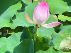 -荔湾湖公园