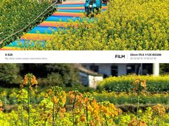 -桑洲油菜花景区