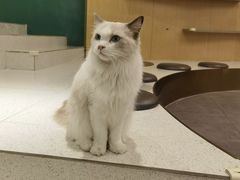 -飞行喵MR PILOT|猫舍·猫咖(静安大融城店)