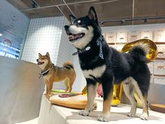 -柴务处·柴犬主题狗咖