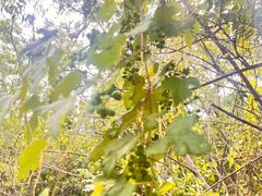 -盘龙城国家考古遗址公园