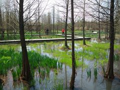 -溱湖国家湿地公园