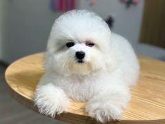 -萌宠之家·腊肠犬·马尔泰·小体犬舍