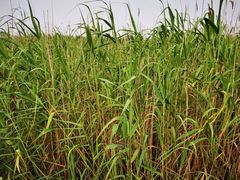 -春花秋色城市公园