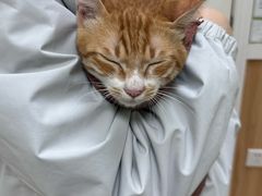-瑞鹏宠物医院·夜间急症·心超·猫科(祖庙分店)