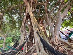 -东寨港红树林旅游区