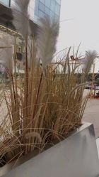 点击看大图 -金棕榈