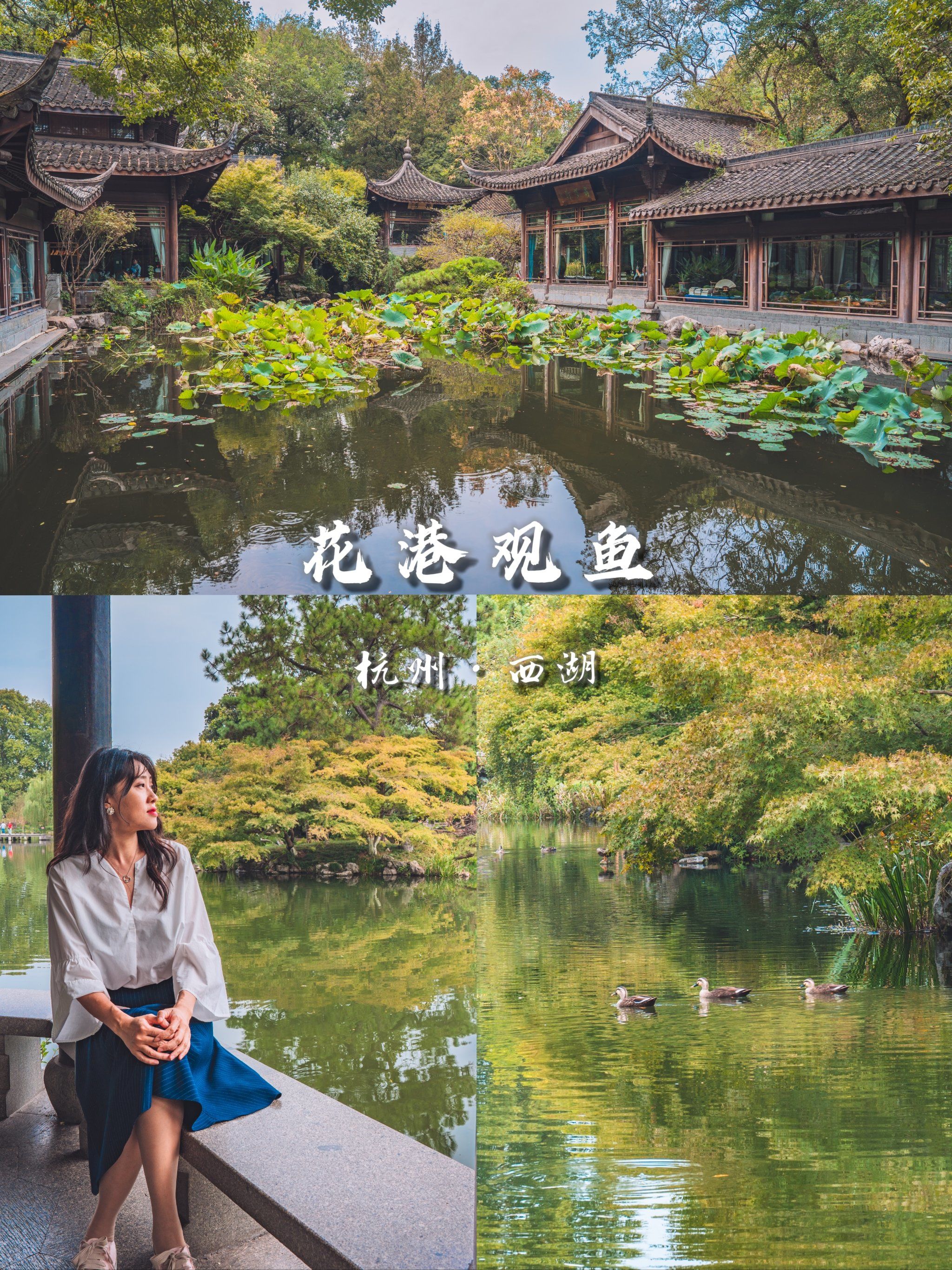金秋徒步西湖十景之一:花港观鱼!