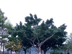 -顺峰山公园