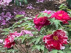 -洛阳市隋唐城遗址植物园