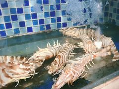 -浩运·海鲜青岛菜·海胆水饺(石老人店)