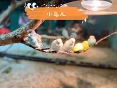 -上海大自然野生昆虫馆(东方明珠·爬宠昆虫探索中心)