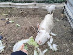 -小鱼草莓采摘园农家乐·小鱼餐厅