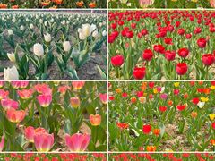 -北京国际鲜花港